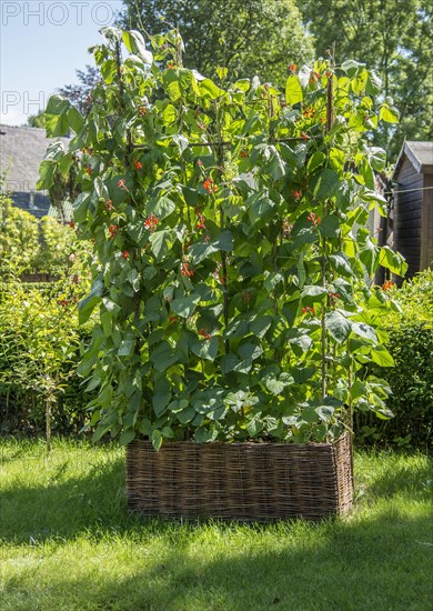 Harvesting scarlet runner bean