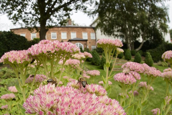 Western Honey Bee