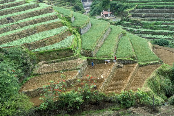 Terrace cultivation