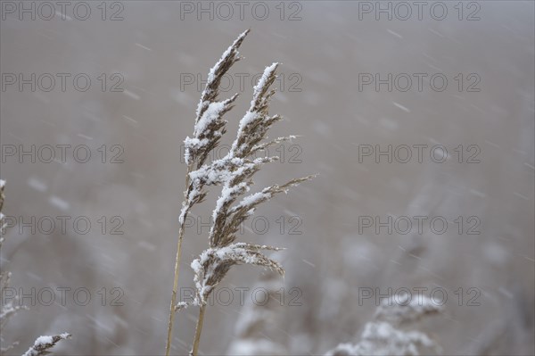 Common common reed