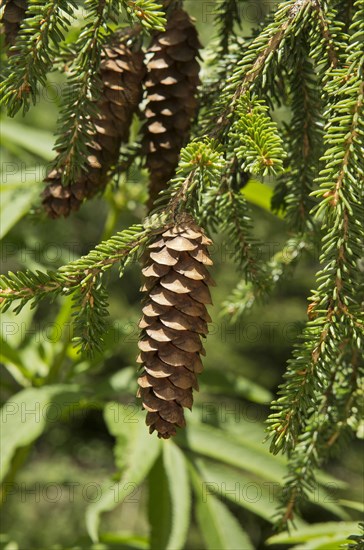 Caucasian Spruce