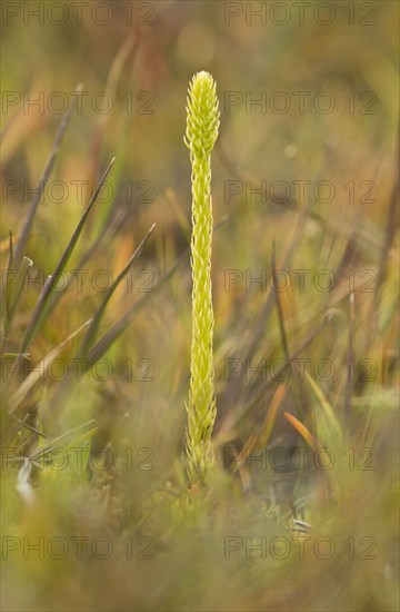 Marsh Clubmoss