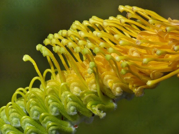 Honey Grevillea