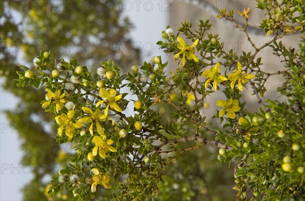 Creosote Bush