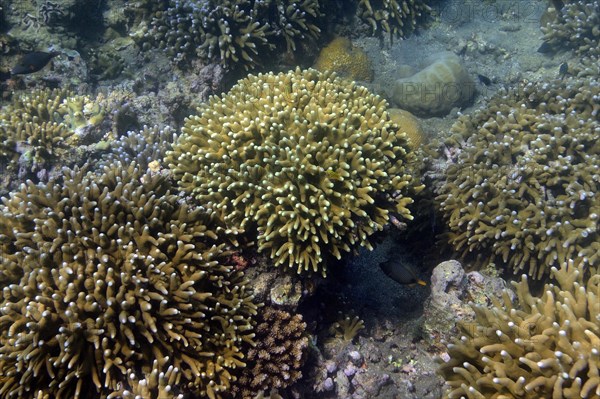 Stony corals