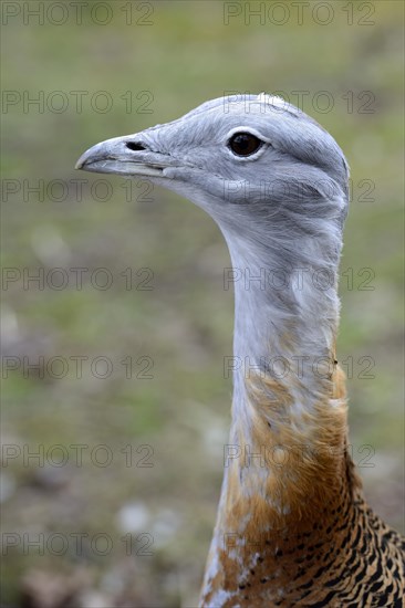 Great bustard