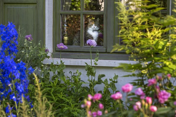 House cat sitting in the house and looking through the window over the garden in summer