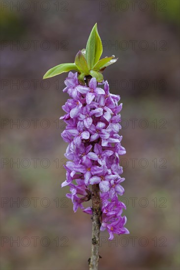 February daphne