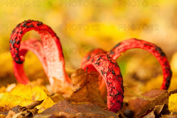 Octopus mushroom