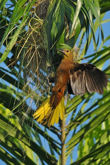 Broad-crested Oropendola with nest