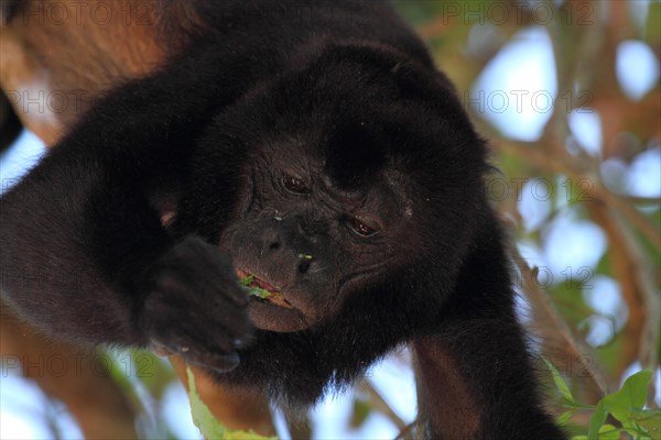 Mantled howler monkey