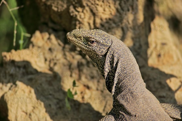 Bengal bengal monitor