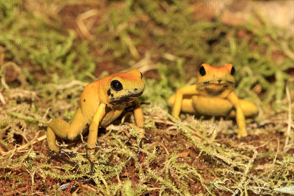 Black-legged black-legged poison frog