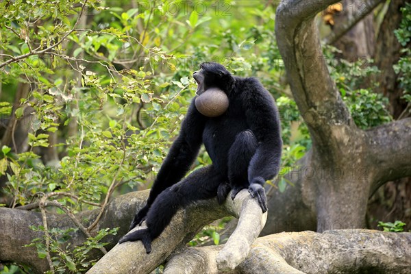 Siamang