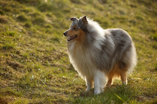 Scottish shepherd dog