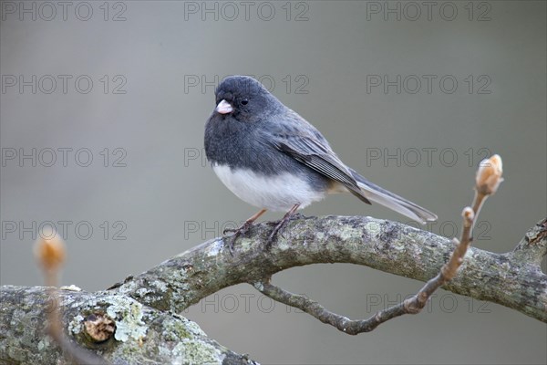 Dark-eyed dark-eyed junco