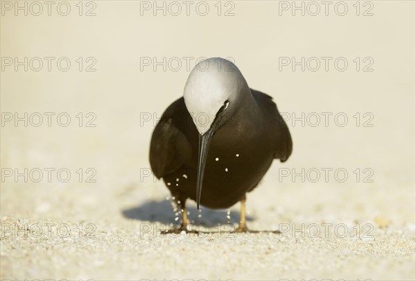 Black Noddy