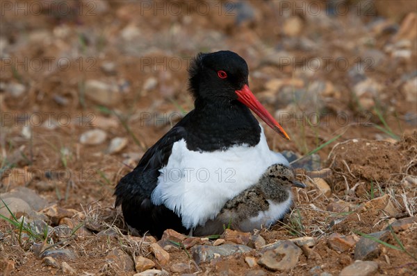 Eurasian eurasian oystercatcher