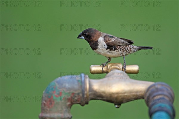 Bronze Munia