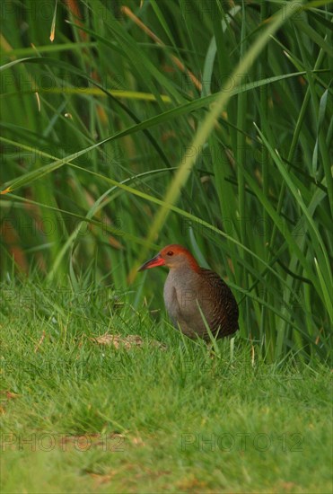 Slaty-breasted Rail