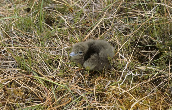 Arctic skuas