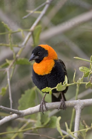 Black Bishop