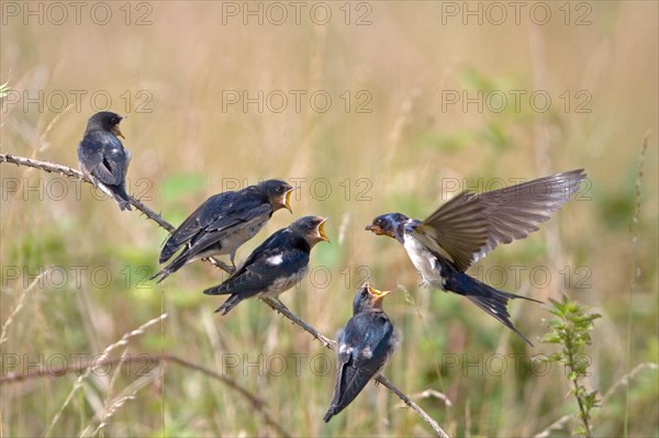 Barn swallow