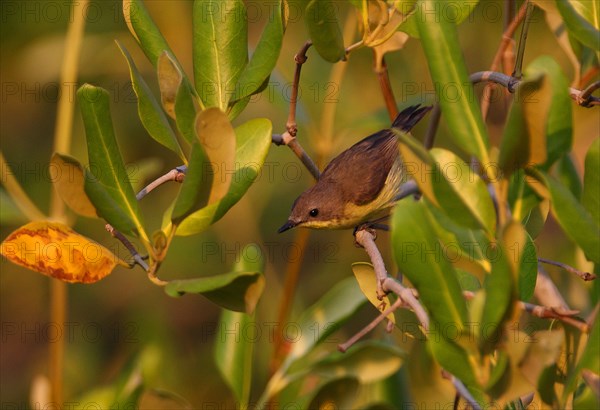 Golden-bellied Gerygone