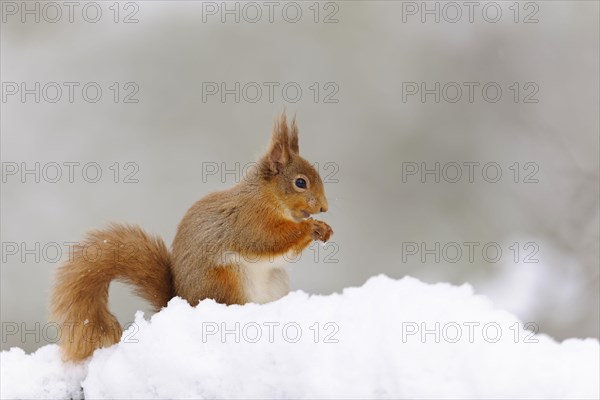 Eurasian red squirrel