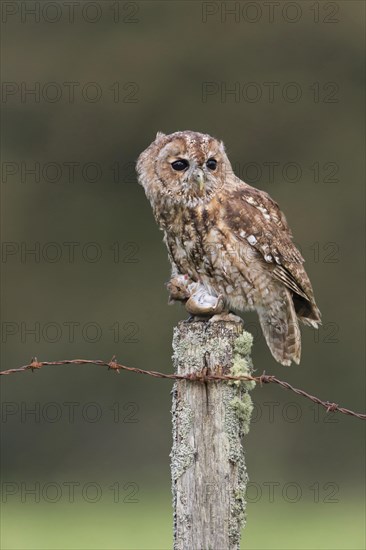 Tawny Owl