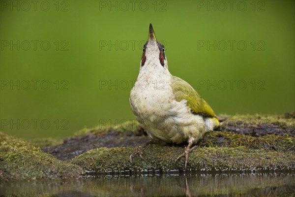 European Green Woodpecker