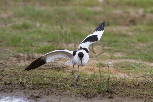 Recurvirostra avocetta