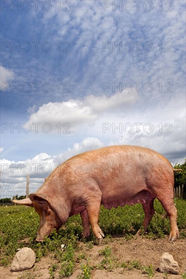 Domestic pig