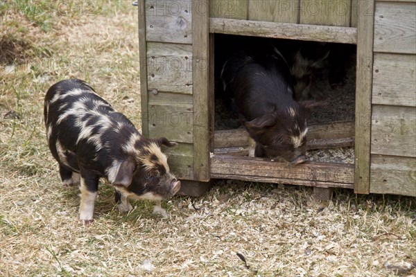 Kune Kune Piglet in the Bow