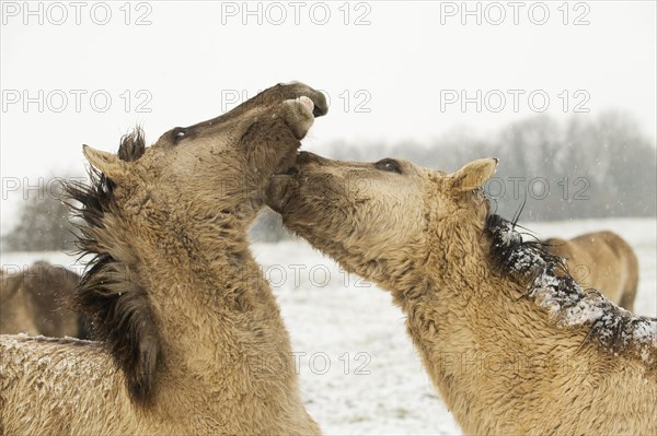 Konik horse