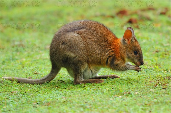 Red-necked Pademelon