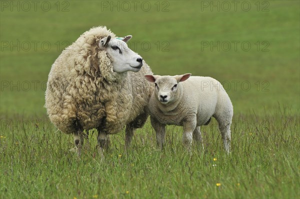 Domestic Sheep