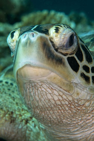 Green Turtle