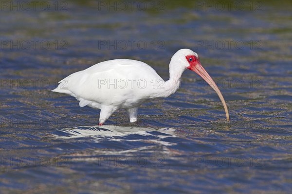 American white american white ibis