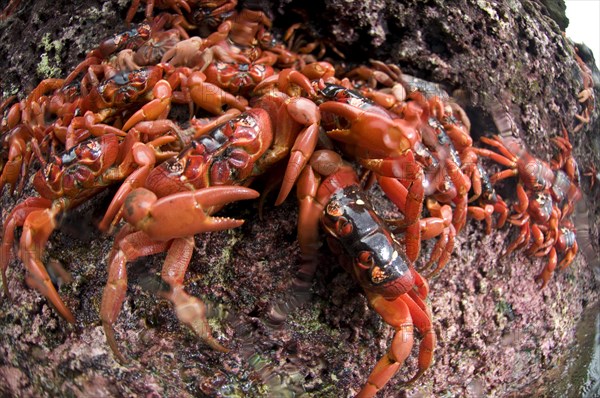 Christmas island red crab