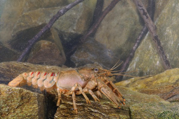 American River Crayfish