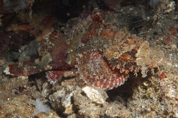 Papuan Scorpionfish