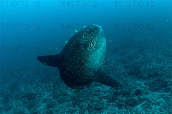 Adult ocean sunfish