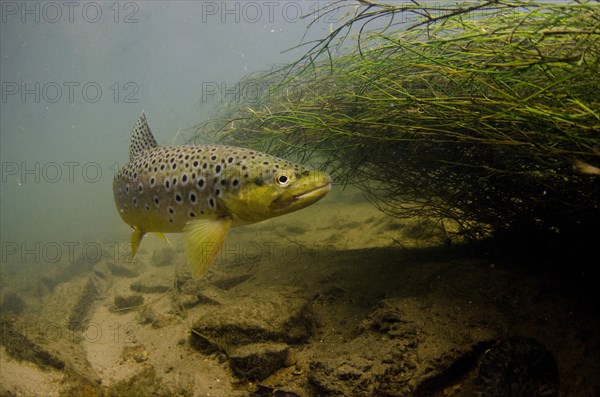 Salmo trutta forma fario