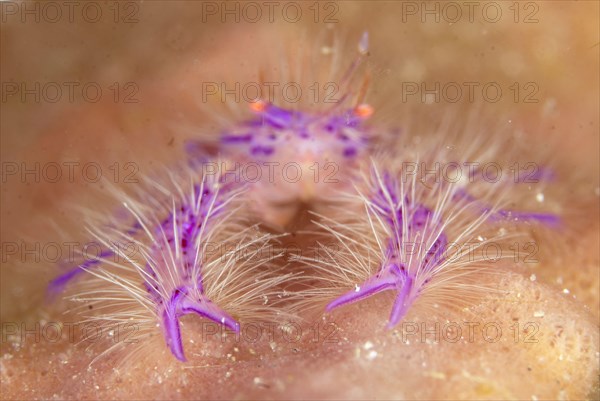 Hairy Squat Lobster