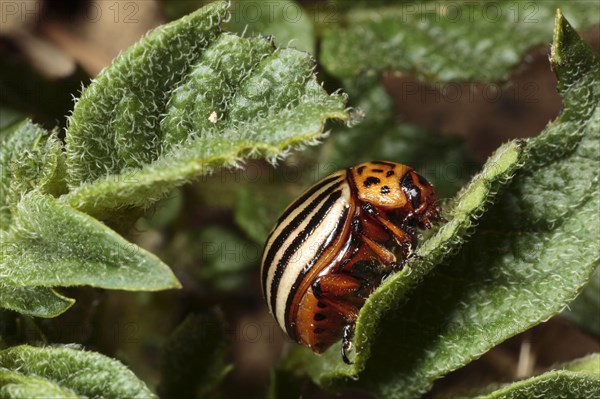 Colorado potato beetle