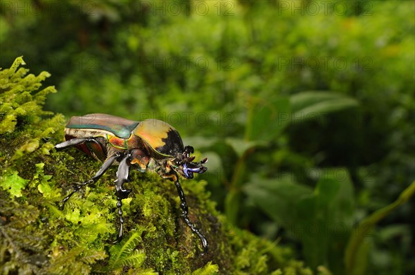 Flower Chafer