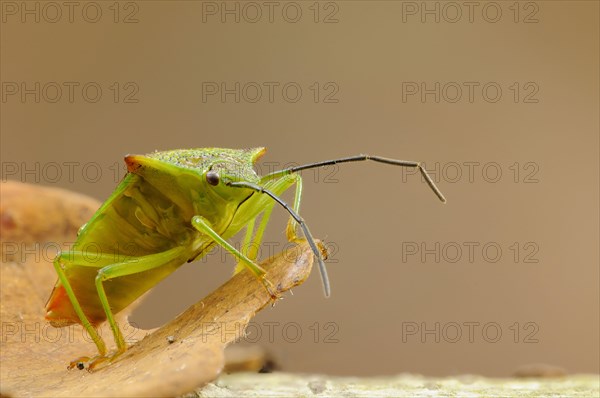 Hawthorn Shieldbug adult