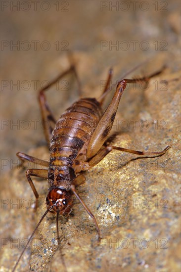 Cave Cricket