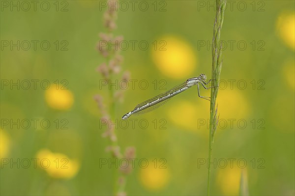 Common Blue Damselfly